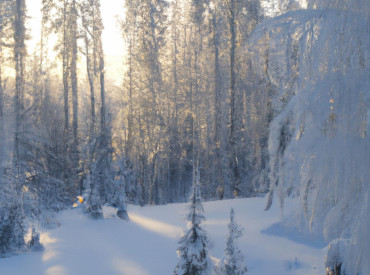 Neige et sapins