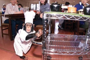 kayabukiya-japan-weird-restaurants1-707x472