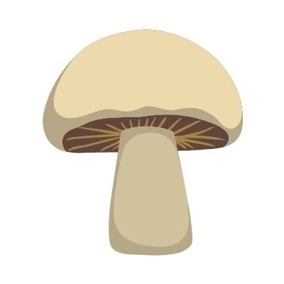 Illustration d'un champignon