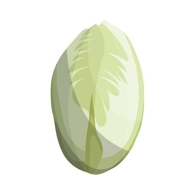 Illustration d'une endive