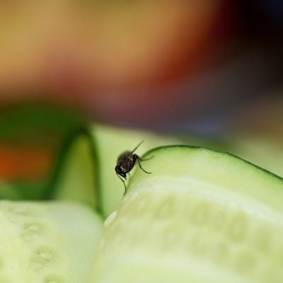 Mouche sur une courgette